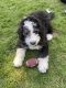 Aussie Doodles Puppies for sale in Lewis County, WA, USA. price: $750