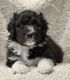 Aussie Doodles Puppies for sale in Lewis County, WA, USA. price: $750