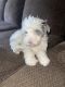 Aussie Doodles Puppies for sale in Beaumont, CA, USA. price: $500