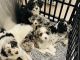 Aussie Doodles Puppies for sale in Wheat Ridge, CO, USA. price: $900