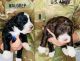 Aussie Doodles Puppies for sale in Guntersville, AL, USA. price: NA