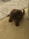 Aussie Doodles Puppies for sale in Davenport, FL, USA. price: NA