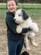 Aussie Doodles Puppies for sale in St Charles, IA 50240, USA. price: $800