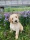 Aussie Doodles Puppies for sale in Council, ID 83612, USA. price: NA