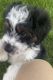 Aussie Doodles Puppies for sale in Columbus, OH, USA. price: NA