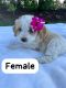 Aussie Doodles Puppies for sale in Haven, KS 67543, USA. price: $850