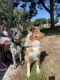 Aussie Doodles Puppies for sale in Arroyo Grande, CA 93420, USA. price: NA
