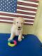 Aussie Doodles Puppies for sale in Fort Lauderdale, FL, USA. price: $300