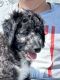 Aussie Doodles Puppies for sale in Lake Village, IN 46349, USA. price: $1,200