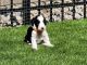 Aussie Doodles Puppies for sale in Noblesville, IN, USA. price: $1,500