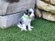Aussie Doodles Puppies for sale in Noblesville, IN, USA. price: $1,500