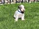 Aussie Doodles Puppies for sale in Noblesville, IN, USA. price: NA