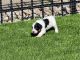Aussie Doodles Puppies for sale in Noblesville, IN, USA. price: NA