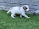Aussie Doodles Puppies for sale in Noblesville, IN, USA. price: $750