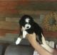 Aussie Doodles Puppies for sale in Paoli, IN 47454, USA. price: NA