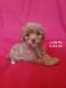 Aussie Doodles Puppies for sale in Ontario, CA, USA. price: $2,500