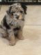 Aussie Doodles Puppies for sale in Spring Hill, FL, USA. price: $1,700