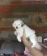 Aussie Doodles Puppies for sale in Paoli, IN 47454, USA. price: $1,200