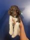 Aussie Doodles Puppies for sale in Lexington, NC, USA. price: NA