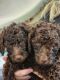 Aussie Doodles Puppies for sale in Phelps, NY 14532, USA. price: $500