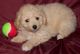 Aussie Doodles Puppies for sale in Williams, OR 97544, USA. price: NA