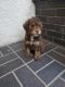 Aussie Doodles Puppies for sale in Ontario, CA, USA. price: $2,200