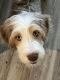Aussie Doodles Puppies for sale in Fort Mill, SC, USA. price: NA