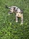 Aussie Doodles Puppies for sale in Redkey, IN 47373, USA. price: $300