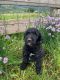 Aussie Doodles Puppies for sale in Council, ID 83612, USA. price: $400