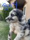 Aussie Doodles Puppies for sale in 906 Sandy Creek Ct, Perris, CA 92571, USA. price: NA
