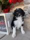 Aussie Doodles Puppies for sale in Las Vegas, NV, USA. price: $700