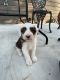 Aussie Doodles Puppies for sale in Corsica, SD 57328, USA. price: NA