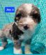 Aussie Doodles Puppies for sale in Camden, MI 49232, USA. price: $600