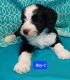 Aussie Doodles Puppies for sale in Camden, MI 49232, USA. price: $450