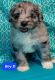 Aussie Doodles Puppies for sale in Camden, MI 49232, USA. price: NA
