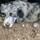Aussie Doodles Puppies for sale in Granger, IN 46530, USA. price: NA