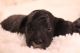 Aussie Doodles Puppies for sale in Boise, ID, USA. price: $1,500