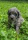 Aussie Doodles Puppies for sale in Sangerville, ME, USA. price: $1,200
