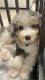 Aussie Doodles Puppies for sale in Riviera Beach, FL 33418, USA. price: $2,260