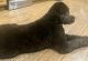 Aussie Doodles Puppies for sale in Piedmont, MO 63957, USA. price: NA