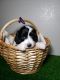 Aussie Doodles Puppies for sale in Henderson, NV 89011, USA. price: $1,100