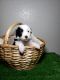Aussie Doodles Puppies for sale in Henderson, NV 89011, USA. price: $1,100