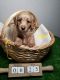 Aussie Doodles Puppies for sale in Henderson, NV 89011, USA. price: $900