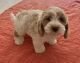 Aussie Doodles Puppies for sale in Guntersville, AL, USA. price: $1,800