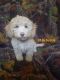 Aussie Doodles Puppies for sale in Ontario, CA, USA. price: $1,500