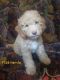 Aussie Doodles Puppies for sale in Ontario, CA, USA. price: $1,600