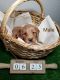 Aussie Doodles Puppies for sale in Henderson, NV 89011, USA. price: $900
