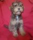 Aussie Doodles Puppies for sale in Ontario, CA, USA. price: $1,500