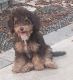 Aussie Doodles Puppies for sale in Ontario, CA, USA. price: $1,700