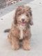 Aussie Doodles Puppies for sale in Ontario, CA, USA. price: $3,500